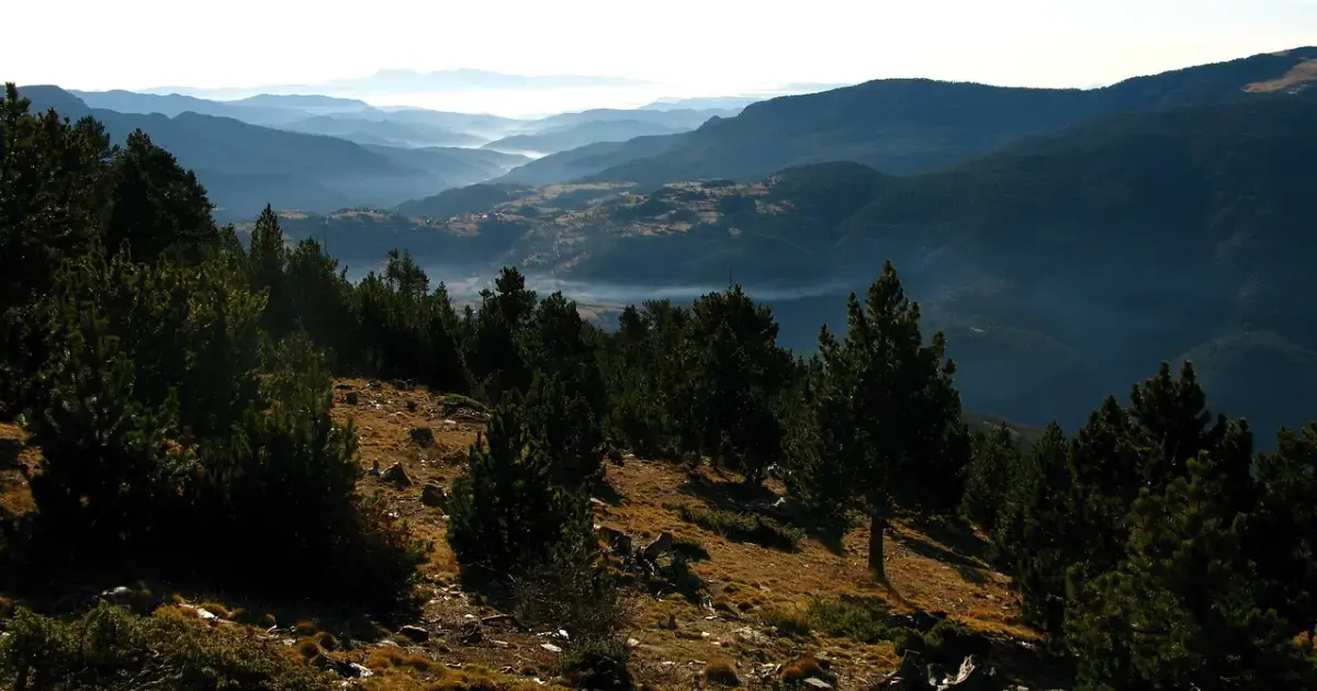 Tree rings from the Spanish Pyrenees indicate an extremely cold summer in 1345, 1346, and 1347
