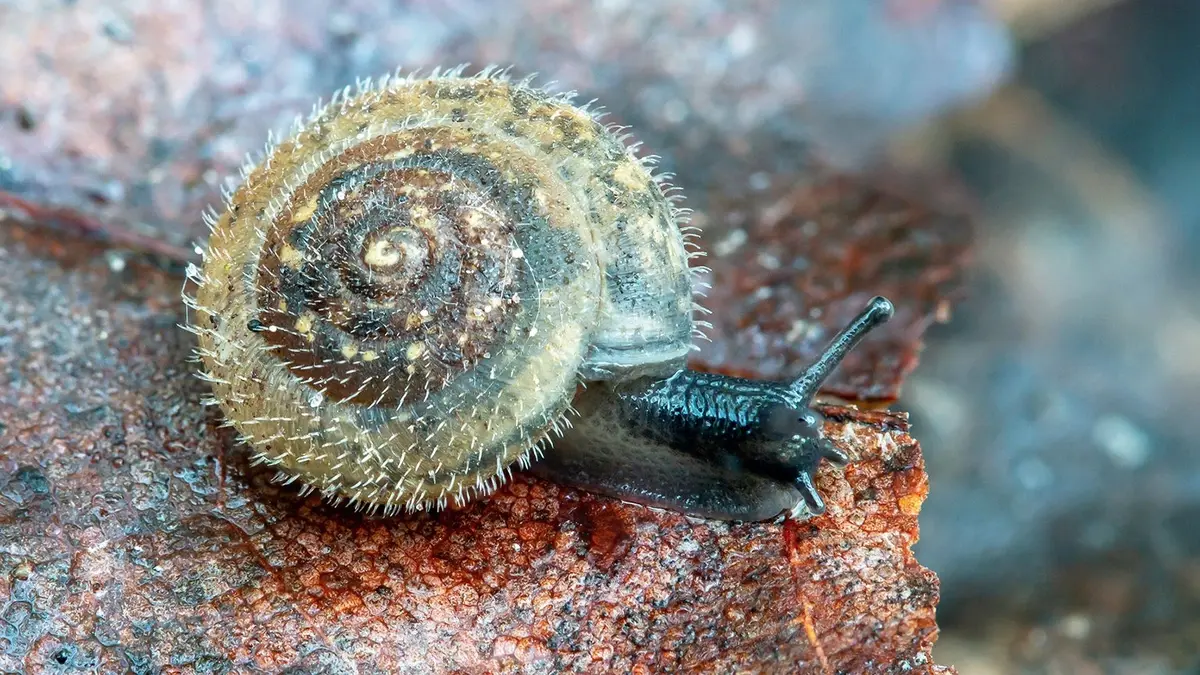 A rare hairy snail is being sought throughout London