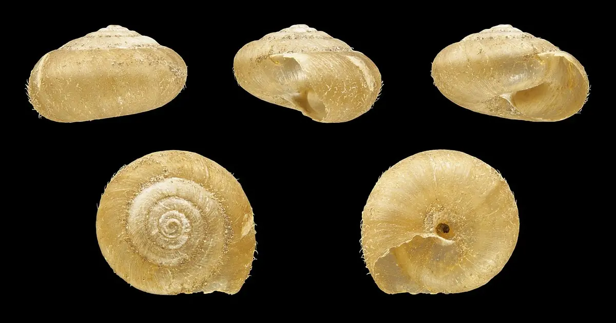 Fossilized remains of the hairy snail