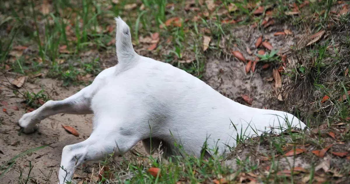 Why Does Your Dog Keep Hiding Everything?