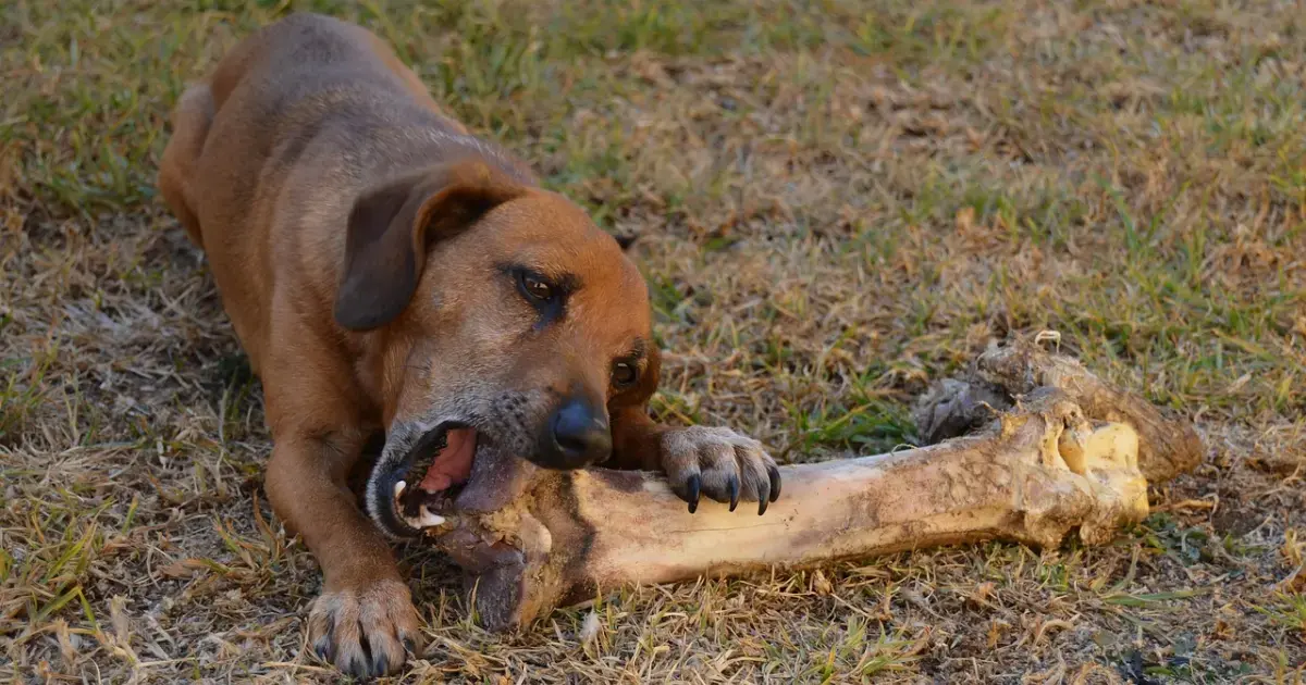 Dog Chewing a Bone
