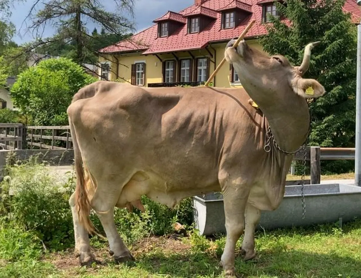 Austrian cow Veronika gives herself a massage, a scientific sensation