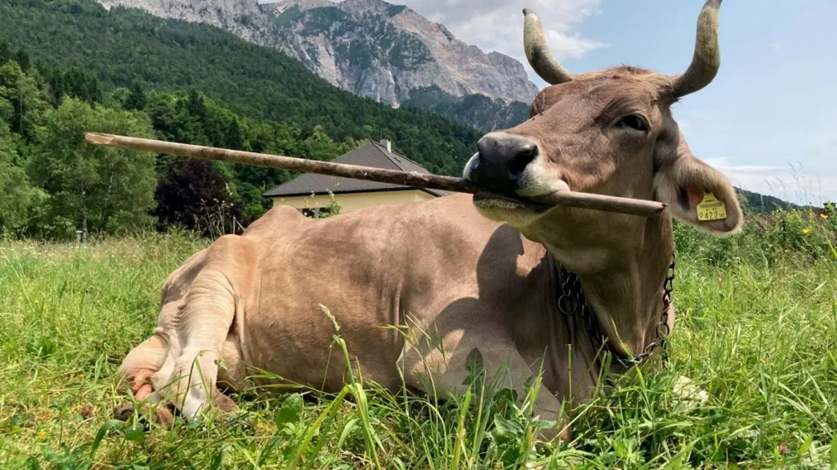 cow Veronika with a stick