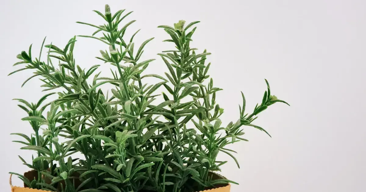 rosemary in a pot