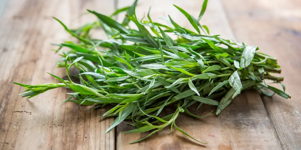 Tarragon