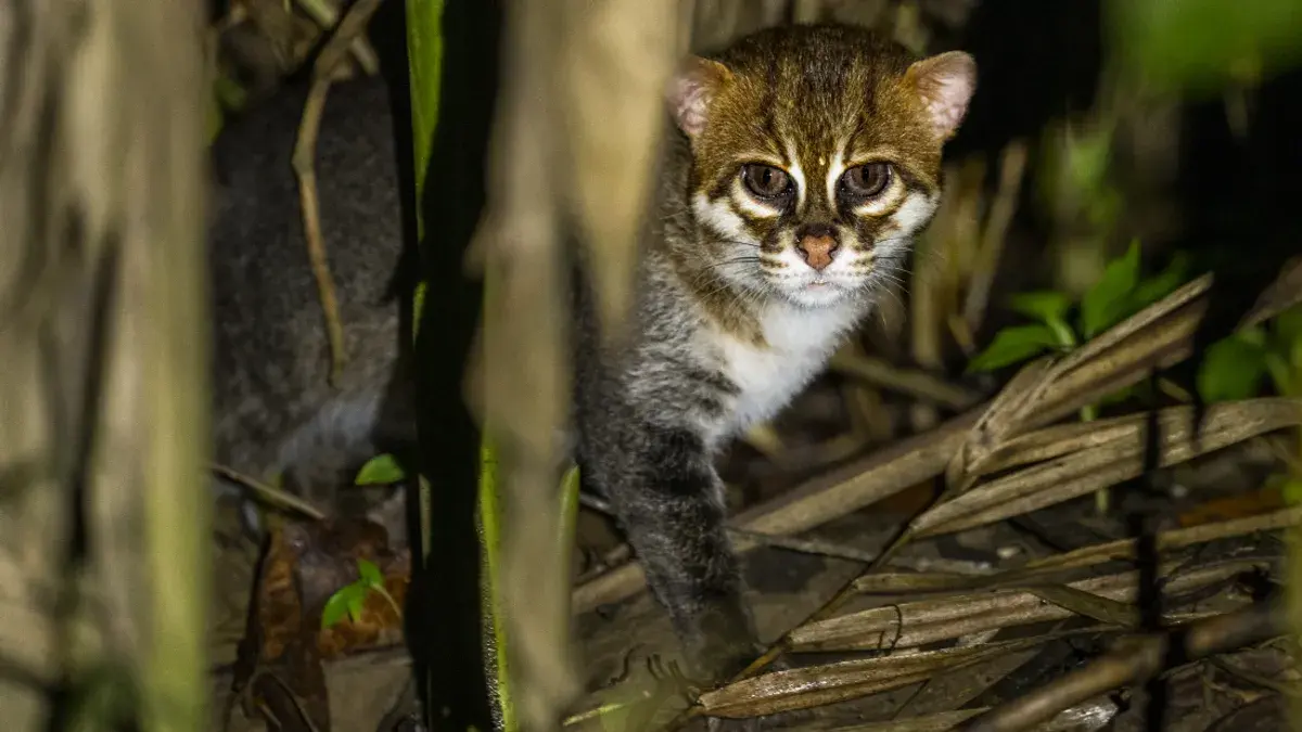 For the first time in 30 years, a rare Sumatran cat has been spotted in Thailand