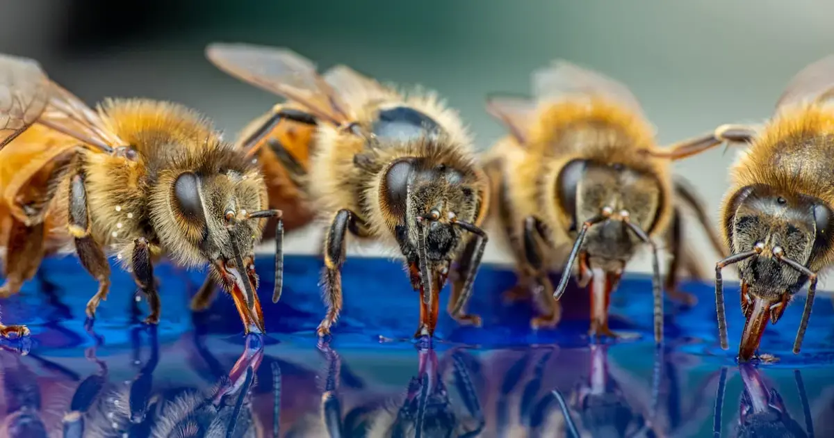 How Bees Can Help Us Communicate with Aliens