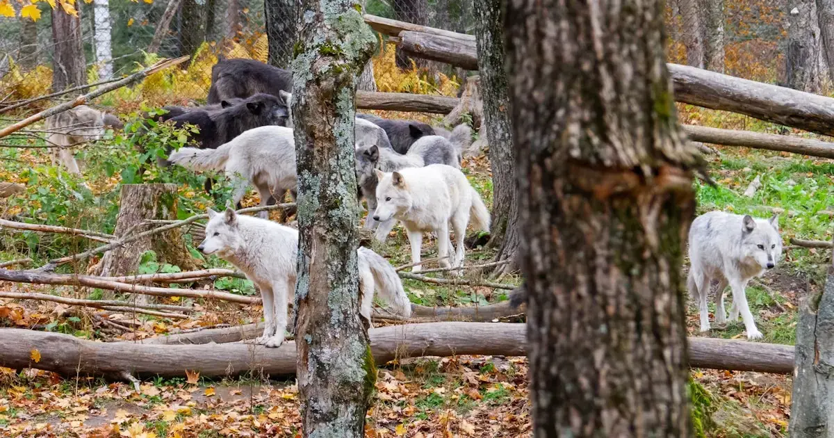 a pack of wolves in the forest