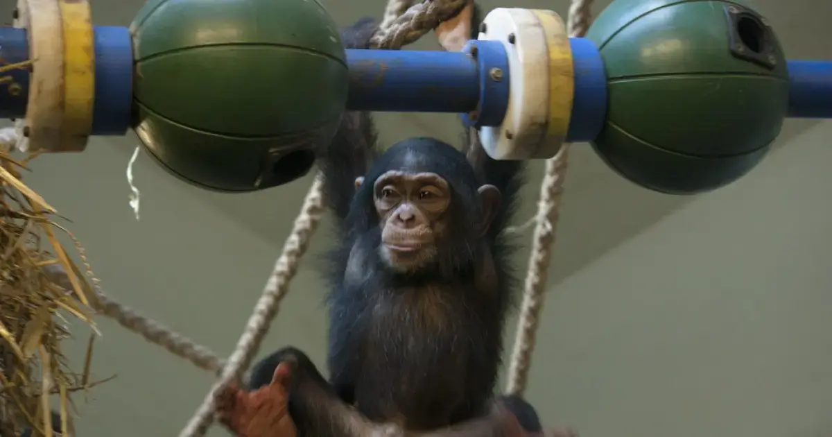 How Humans Are Like: Baby Chimpanzees Love Risk