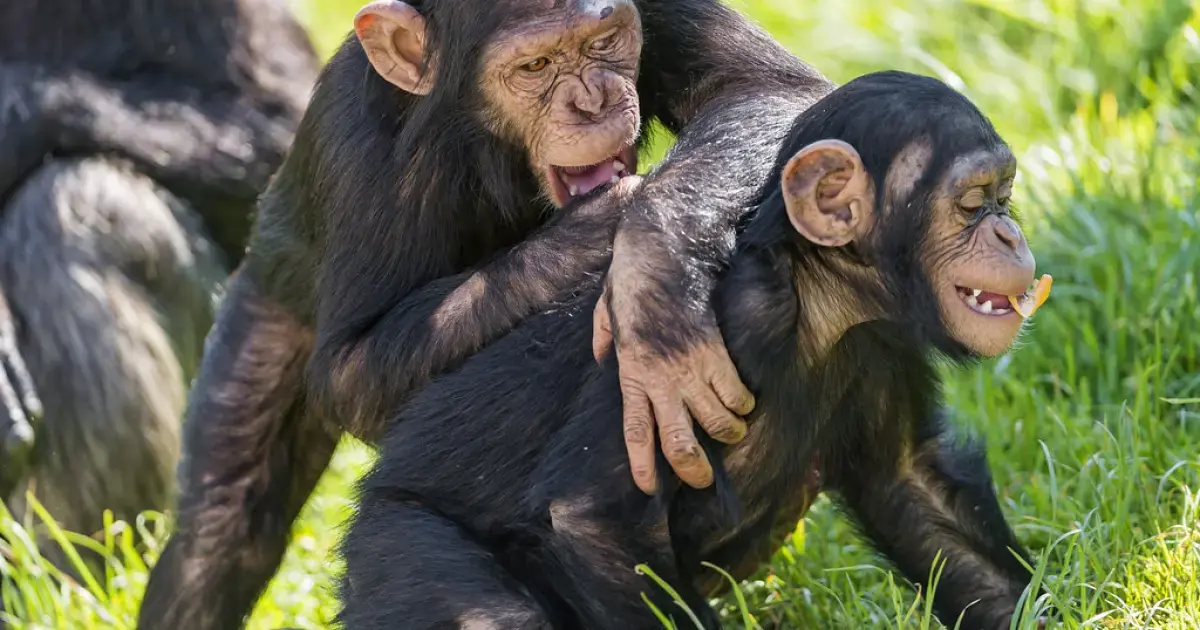 Chimpanzee with Infant