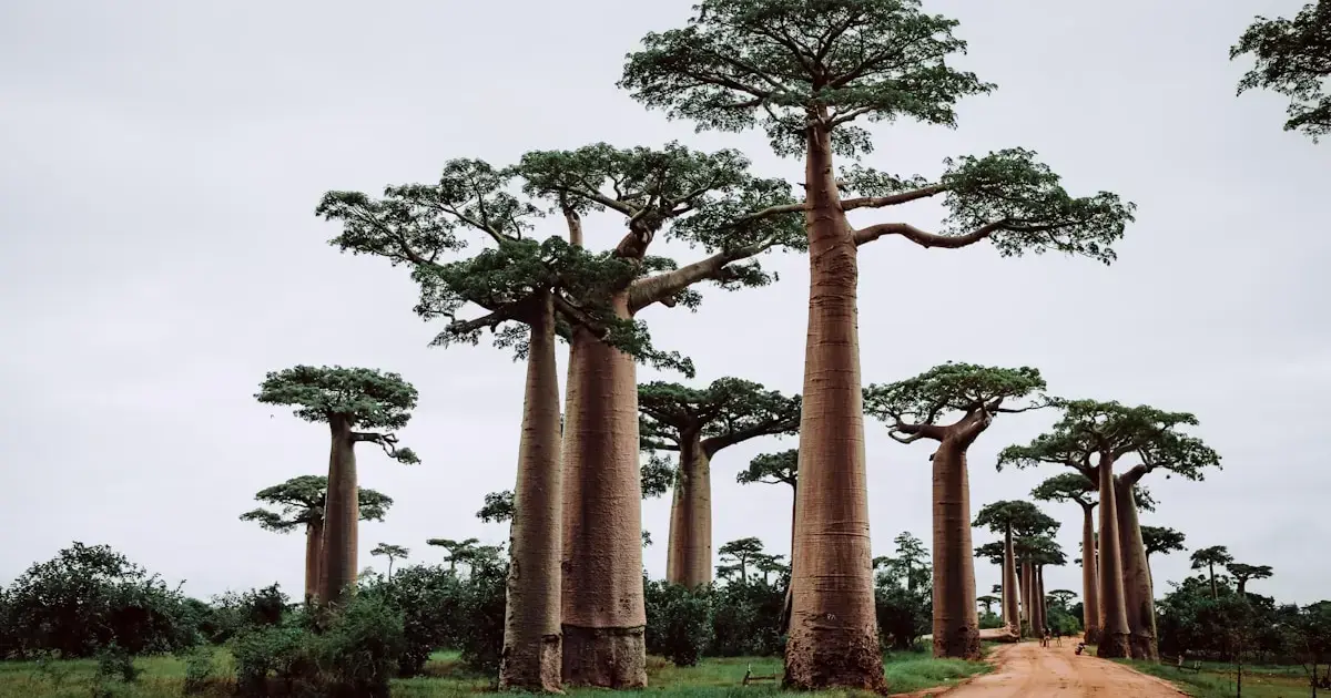 ‘Mother of the Forest’: The Iconic Avenue of the Baobabs – Madagascar's Pride and Pain