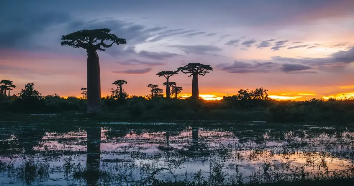 Avenue of the Baobabs in Madagascar