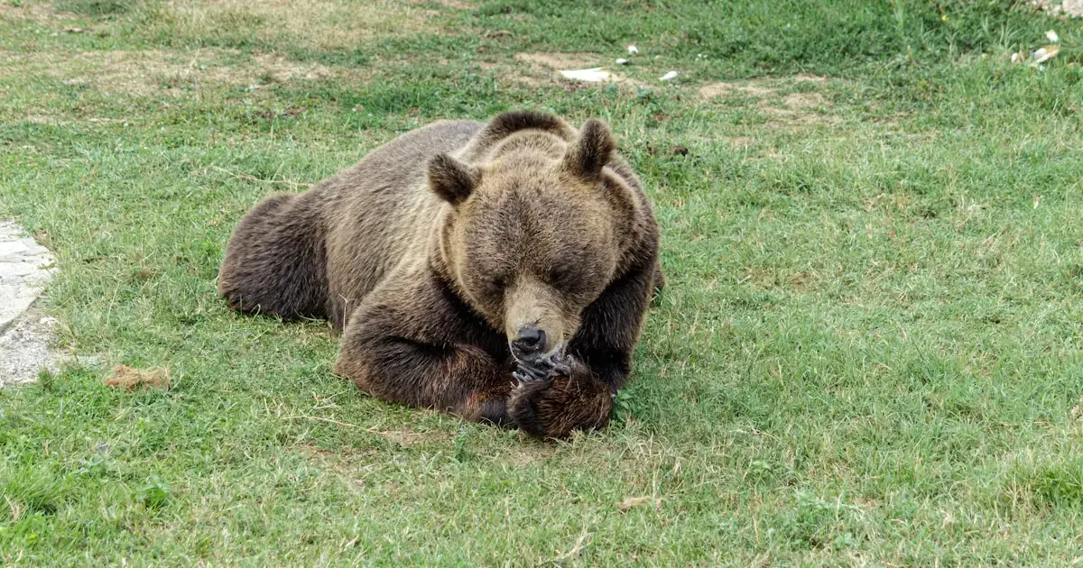 Real-life Baloo: Wild bears have become friendlier to humans