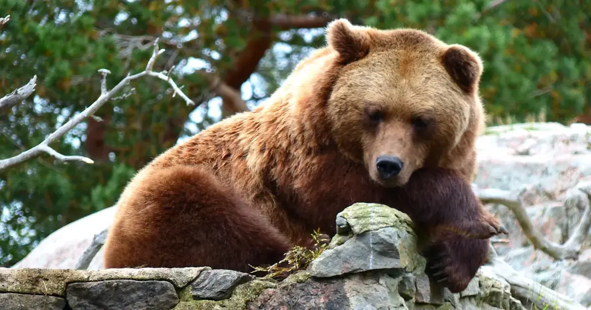 Apennine brown bear