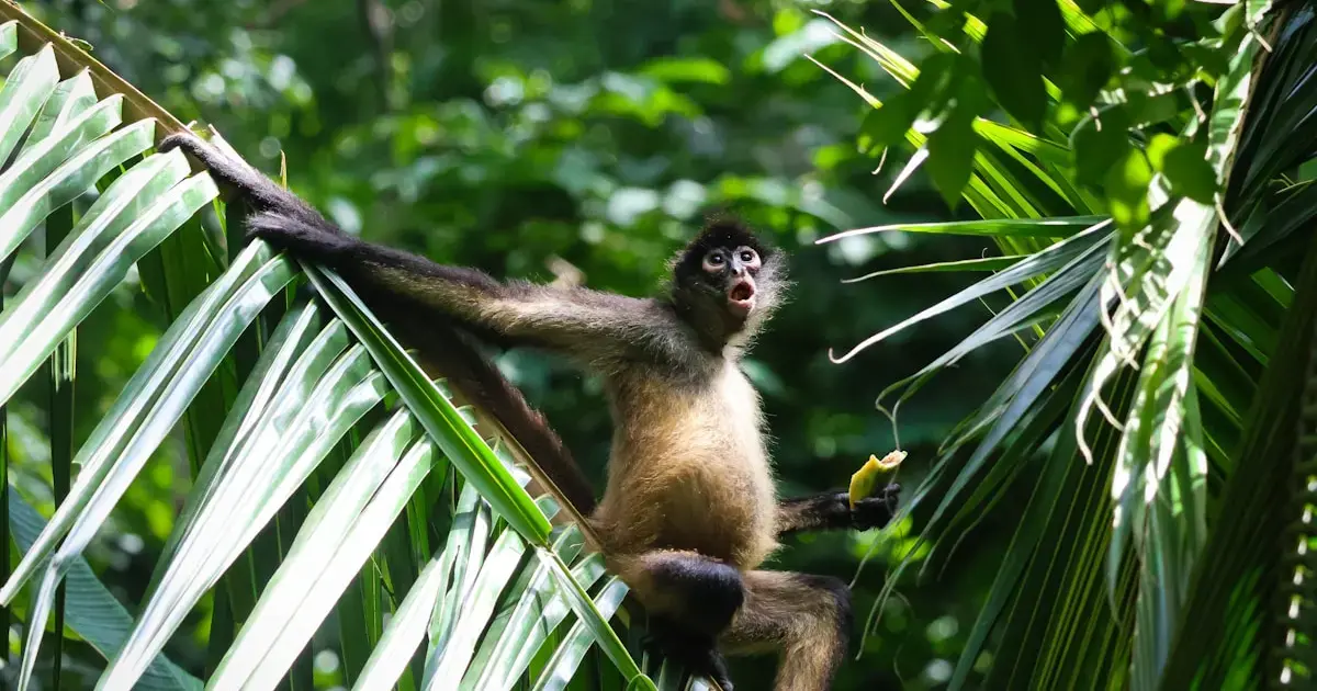 Spider monkeys search for food, exchanging insider knowledge