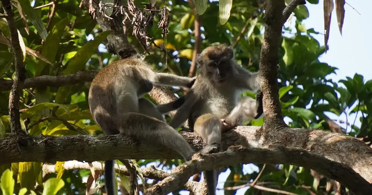 Two monkeys communicate