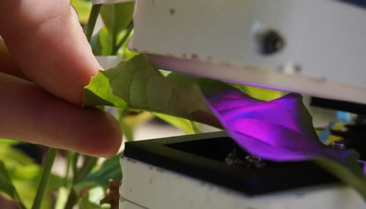 Scientist measuring the rate of photosynthesis in a leaf