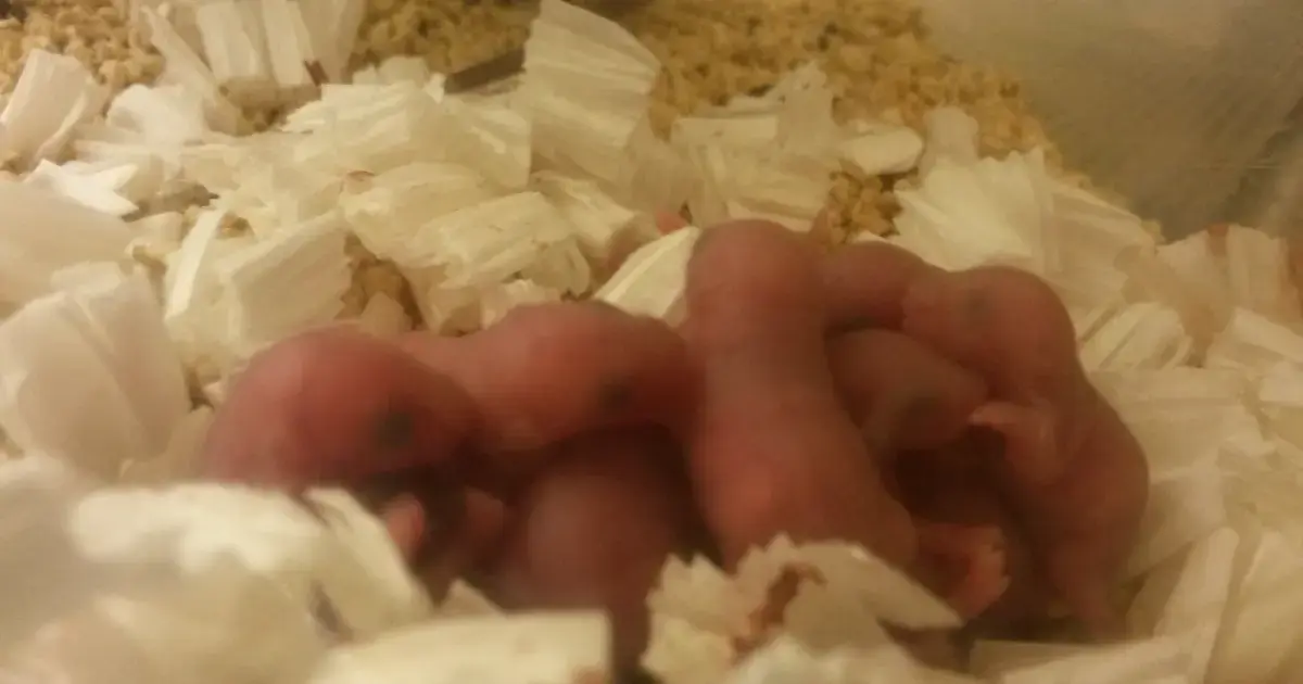 Mouse astronaut flew to space and became a mother