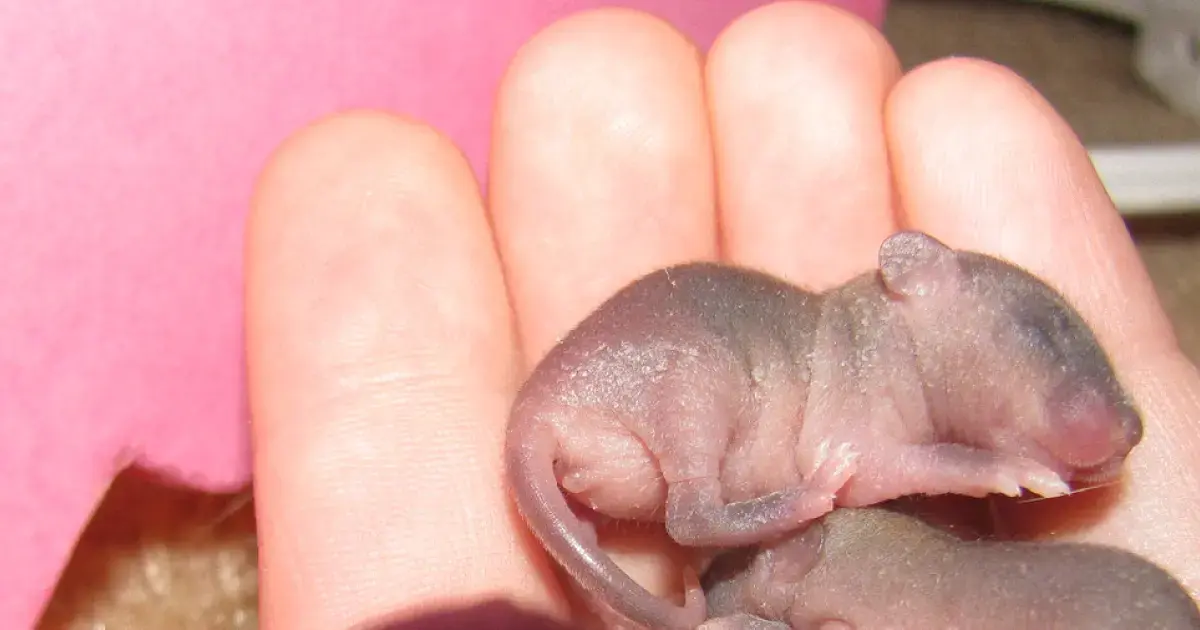 newborn mouse on a palm