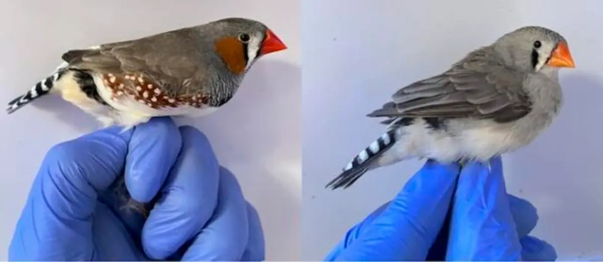 Male and female zebra finch