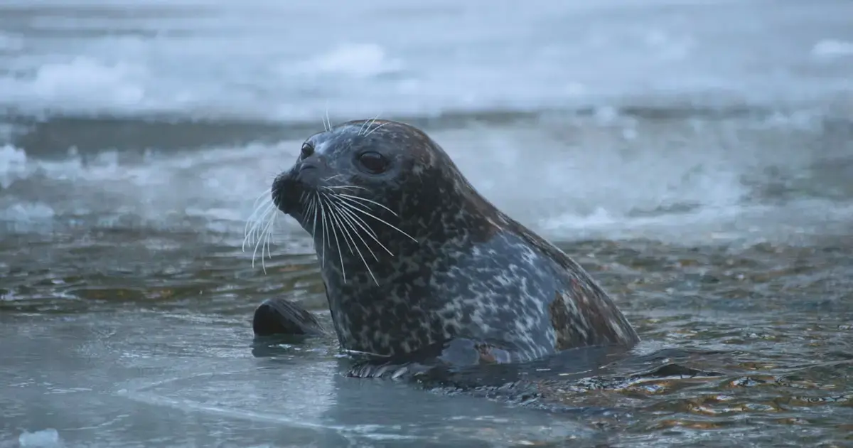 seal lying in the water