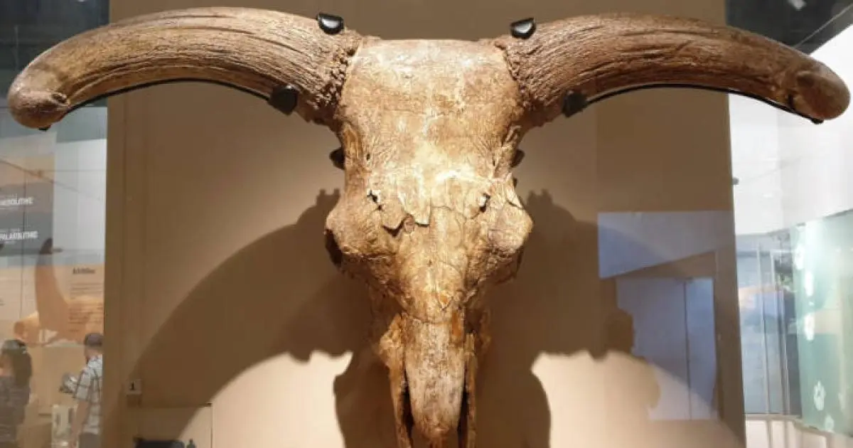 The Secret of Neanderthals: A Cave in Spain Holds Dozens of Horned Skulls
