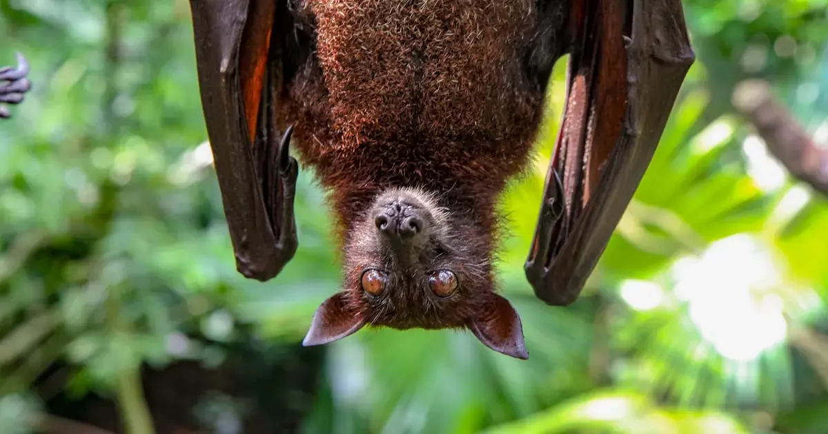 bat on a tree
