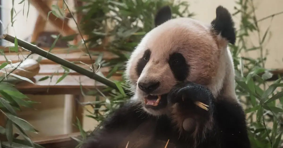 Just like pandas: humans can eat bamboo too, but there are a few caveats