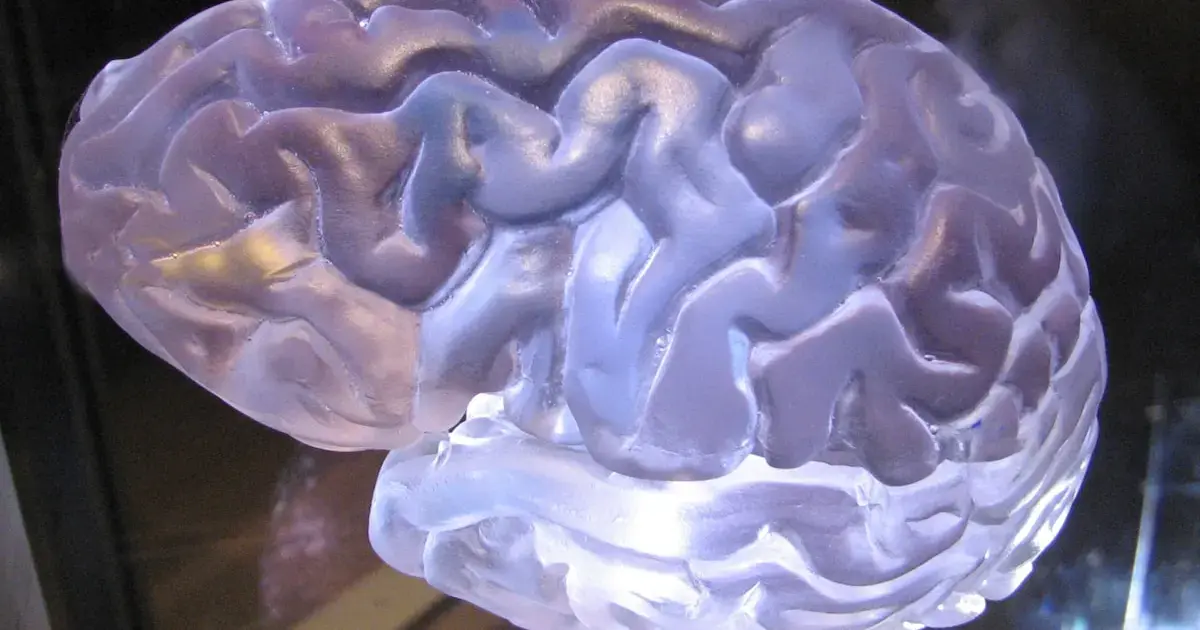 Physical exercises rejuvenate the brain