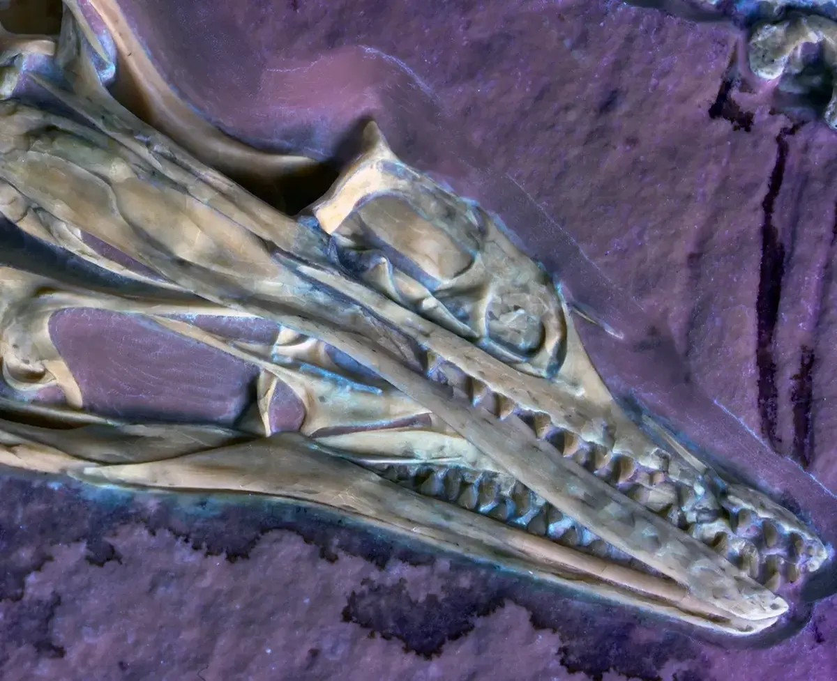 Skull of Archaeopteryx