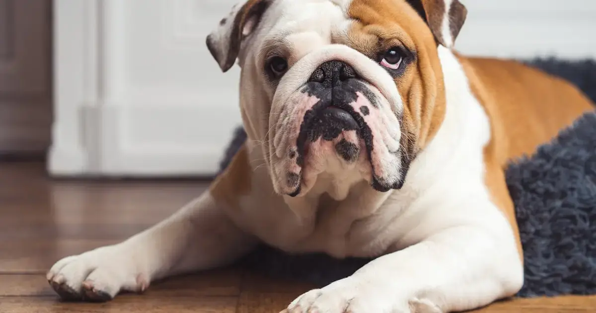 Take care of your pups: noisy people throw dogs off balance