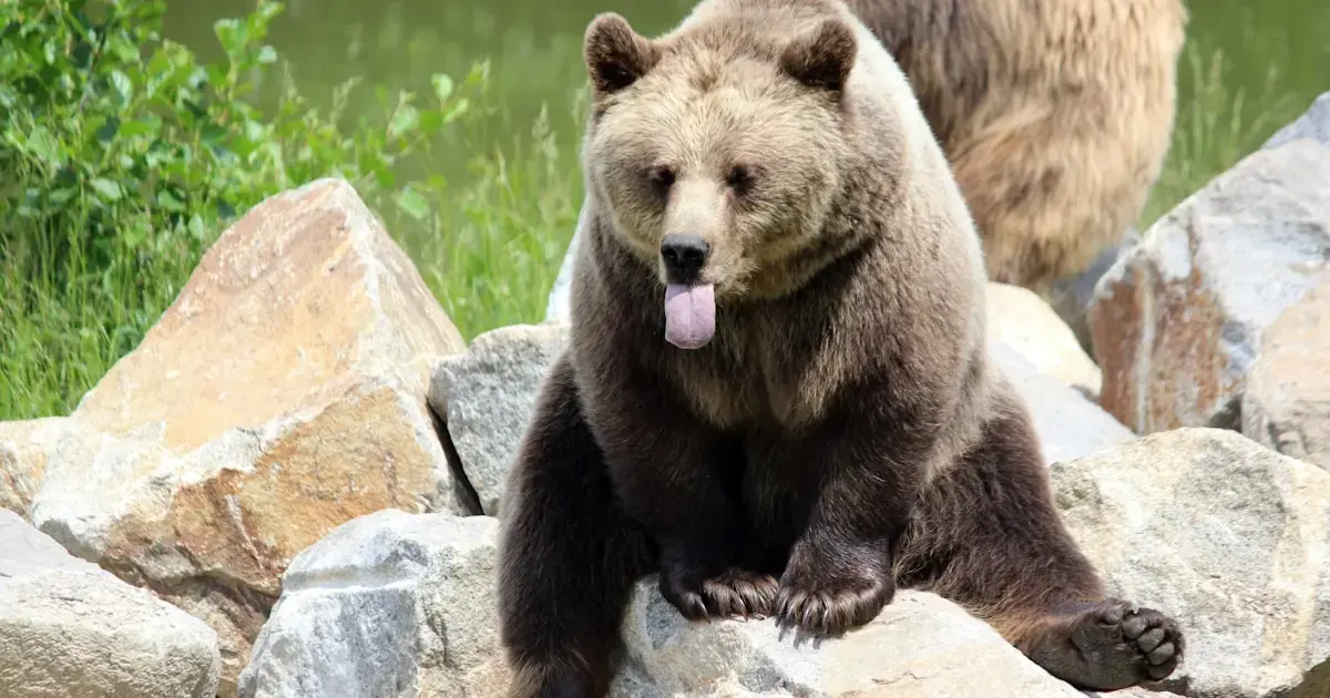 AI facial recognition system learns to identify bears
