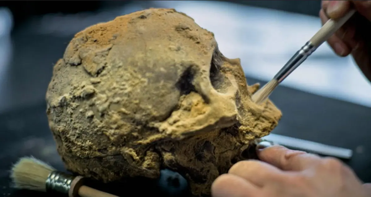 Research on the skull of a primitive human