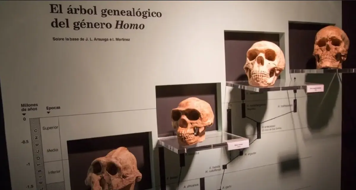 Skulls of primitive humans in a museum