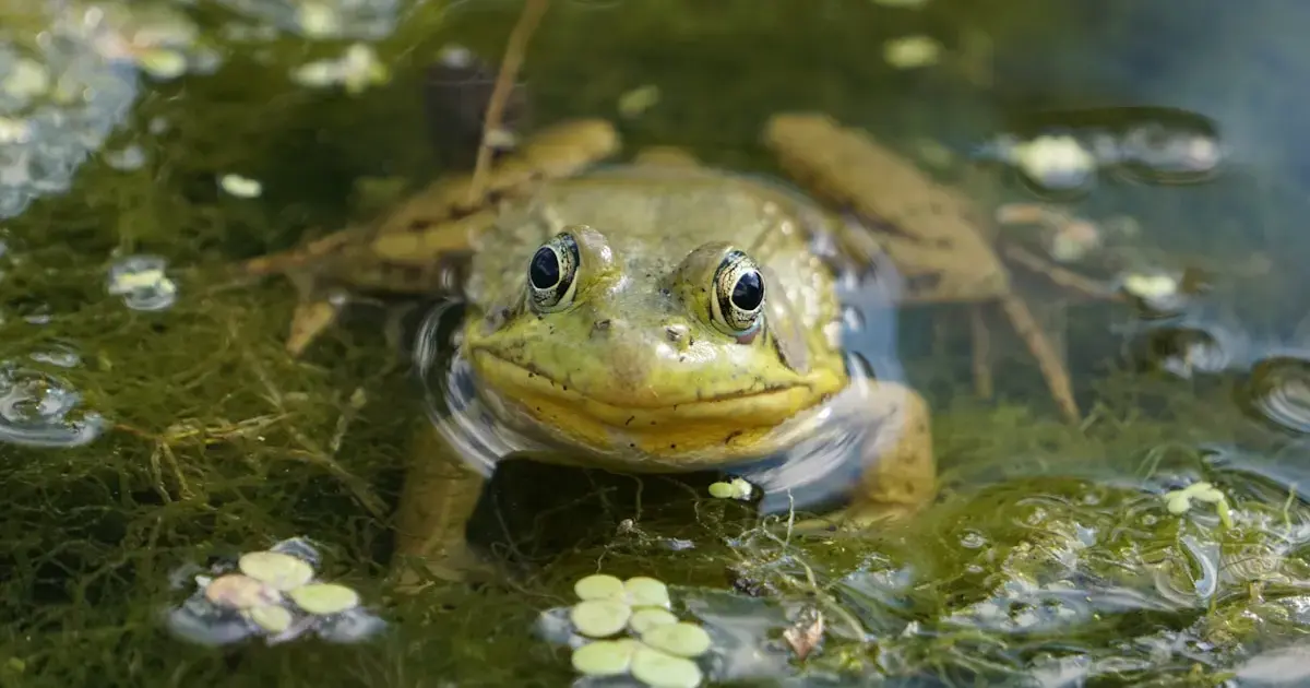 The Hot Croaking of Love: Climate Change Makes Frogs Sexier