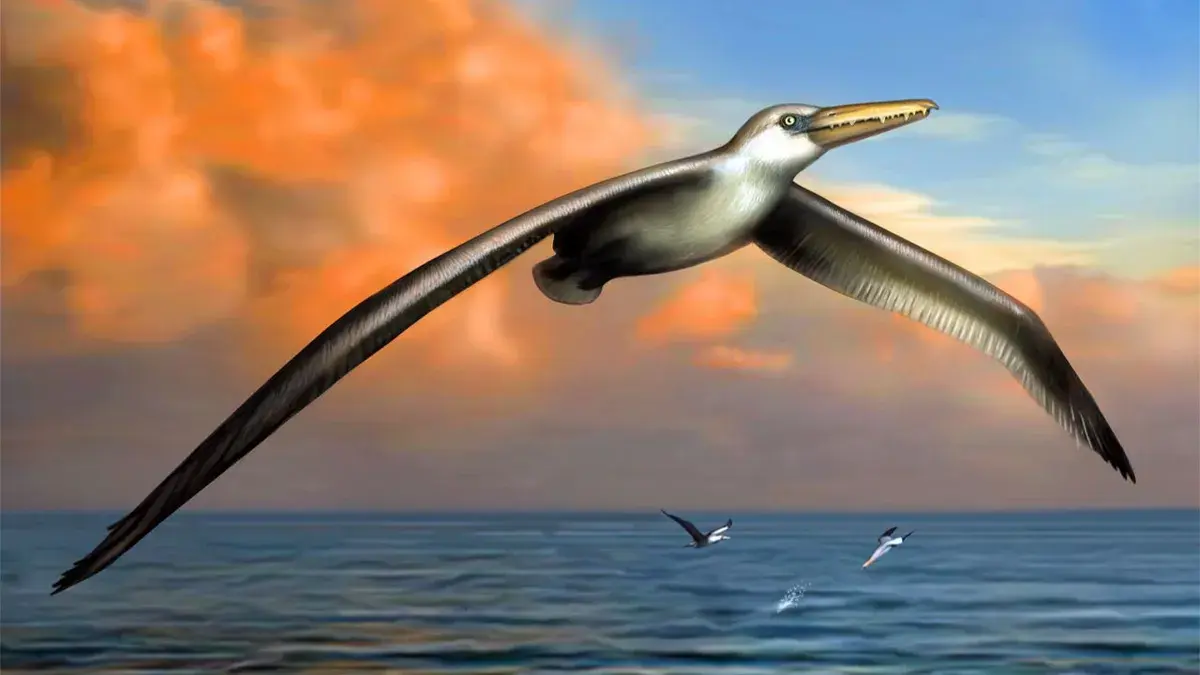 The mystery of nature: a prehistoric toothy giant bird hunted in unknown ways