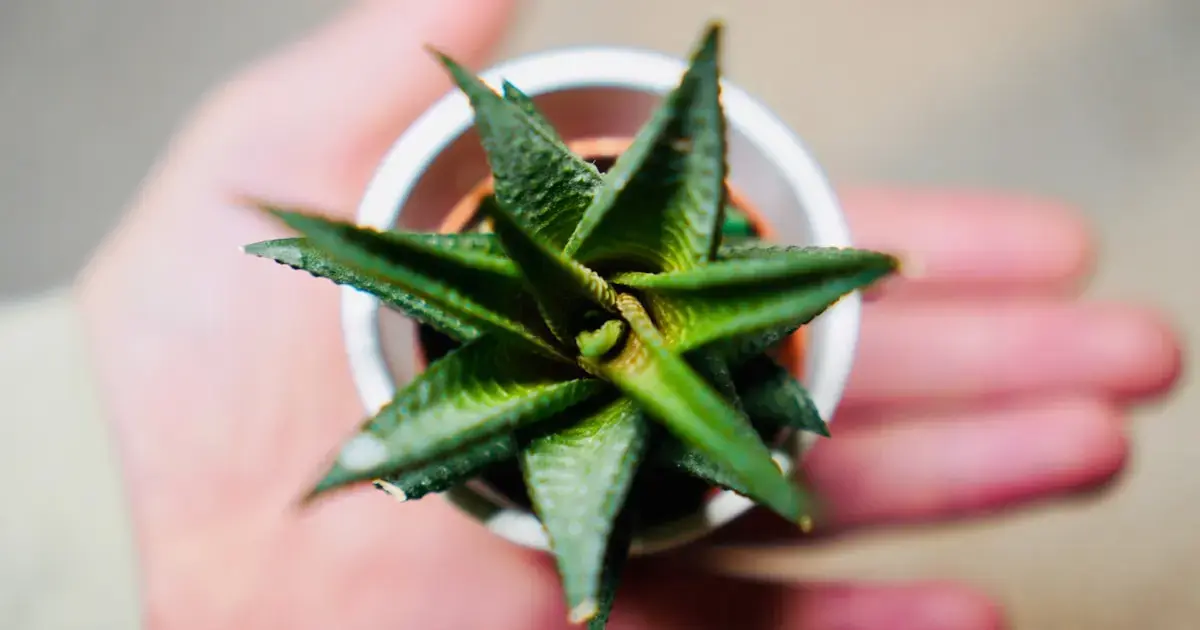 The Power of the Superplant: Aloe Vera Slows the Progression of Alzheimer's Disease