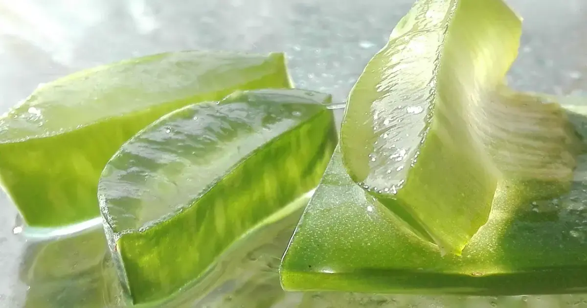 pieces of aloe vera