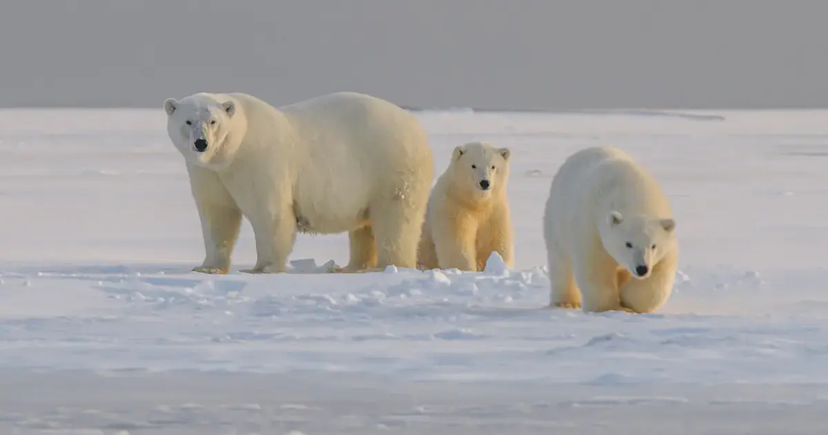 polar bear with cubs