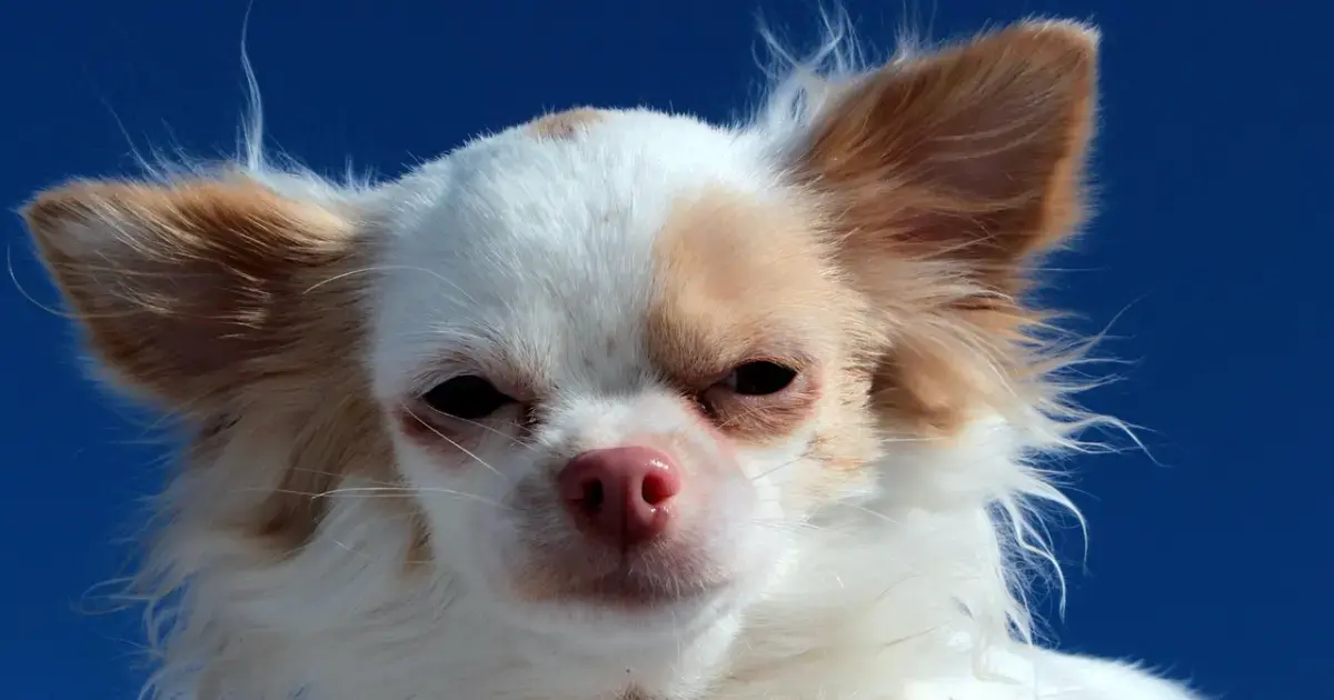 A small Chihuahua dog