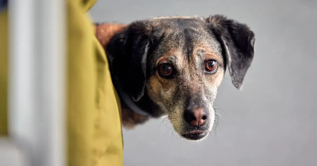 A dog peeking out from behind a yellow curtain