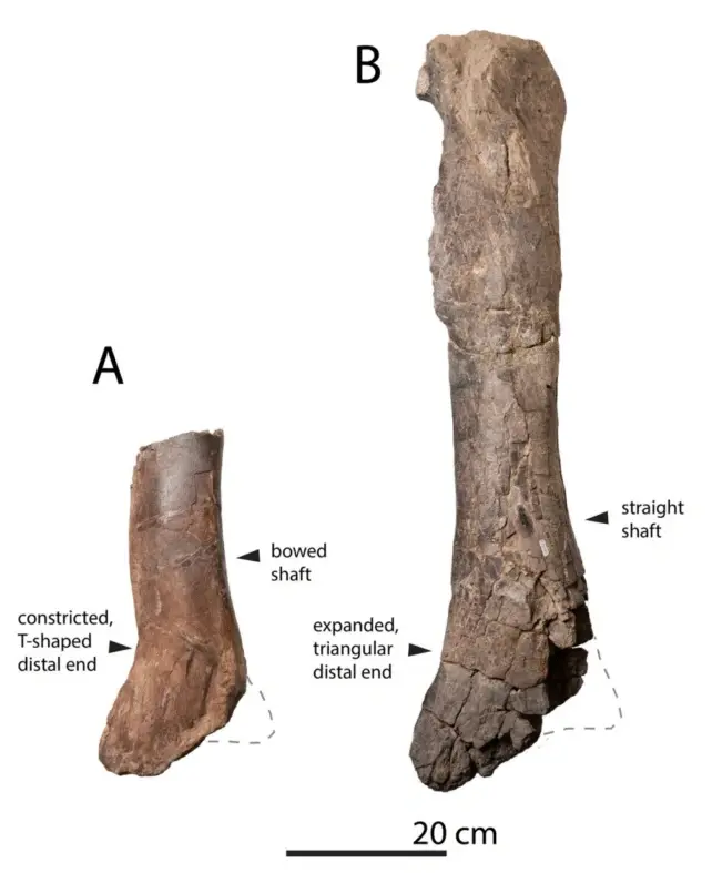кістки тиранозаврів