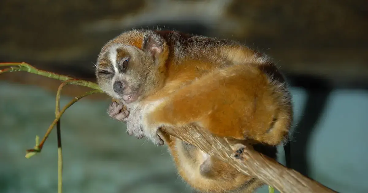 Zoo in the U.S. showcases baby slow loris that will make you laugh to tears: video