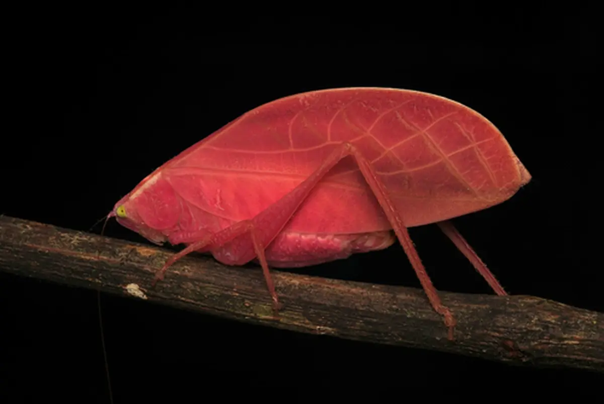 Pink is the new green for a grasshopper trying to survive