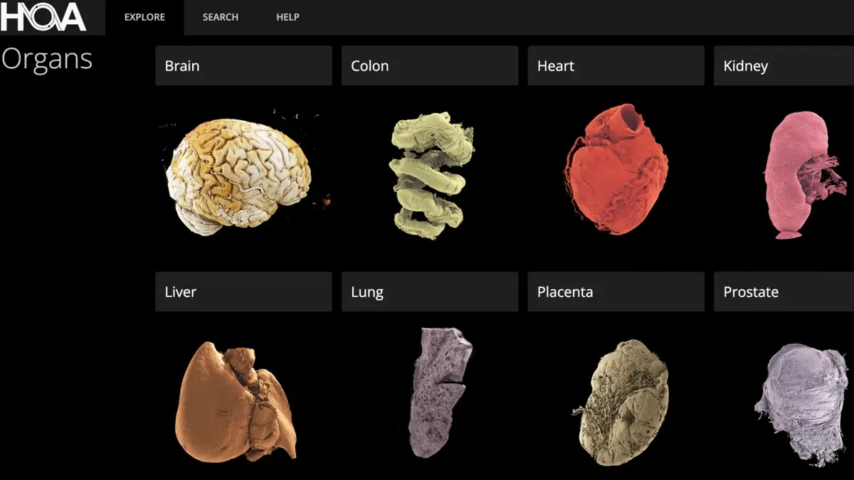 Scientists developed a detailed online Human Organ Atlas