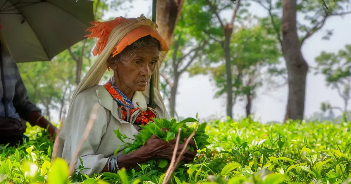 Tea plantations in India