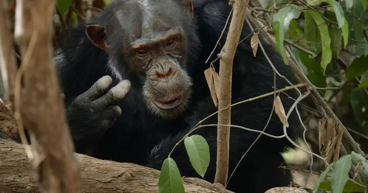 A chimpanzee sitting on a branch in the forest