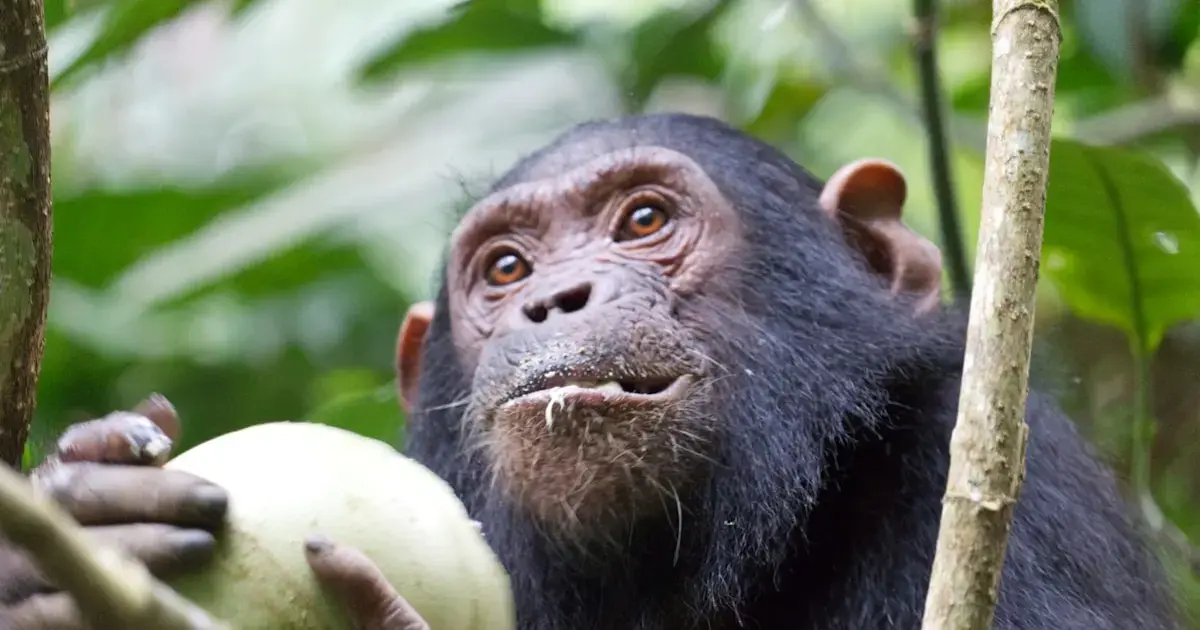 Chimpanzee eating fruit